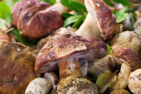 云南省牛肝菌产业研发中心建设项目可行性钻研汇报